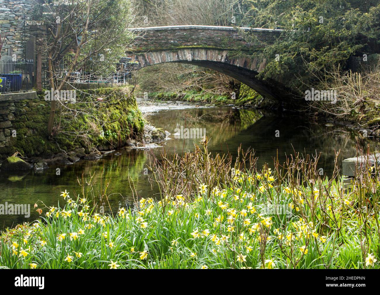 Grasmere Bridge & wild daffodils beside the River Rothay in the Wordsworth Memorial Garden Grasmere, The Lake District National Park, Cumbria, England Stock Photo