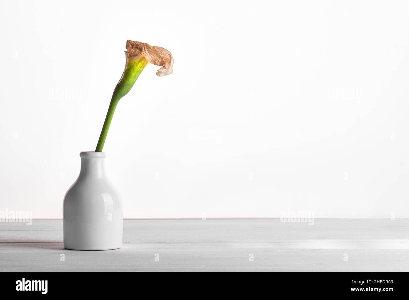 Single dry beautiful dead calla lily in a ceramic vase isolated on a