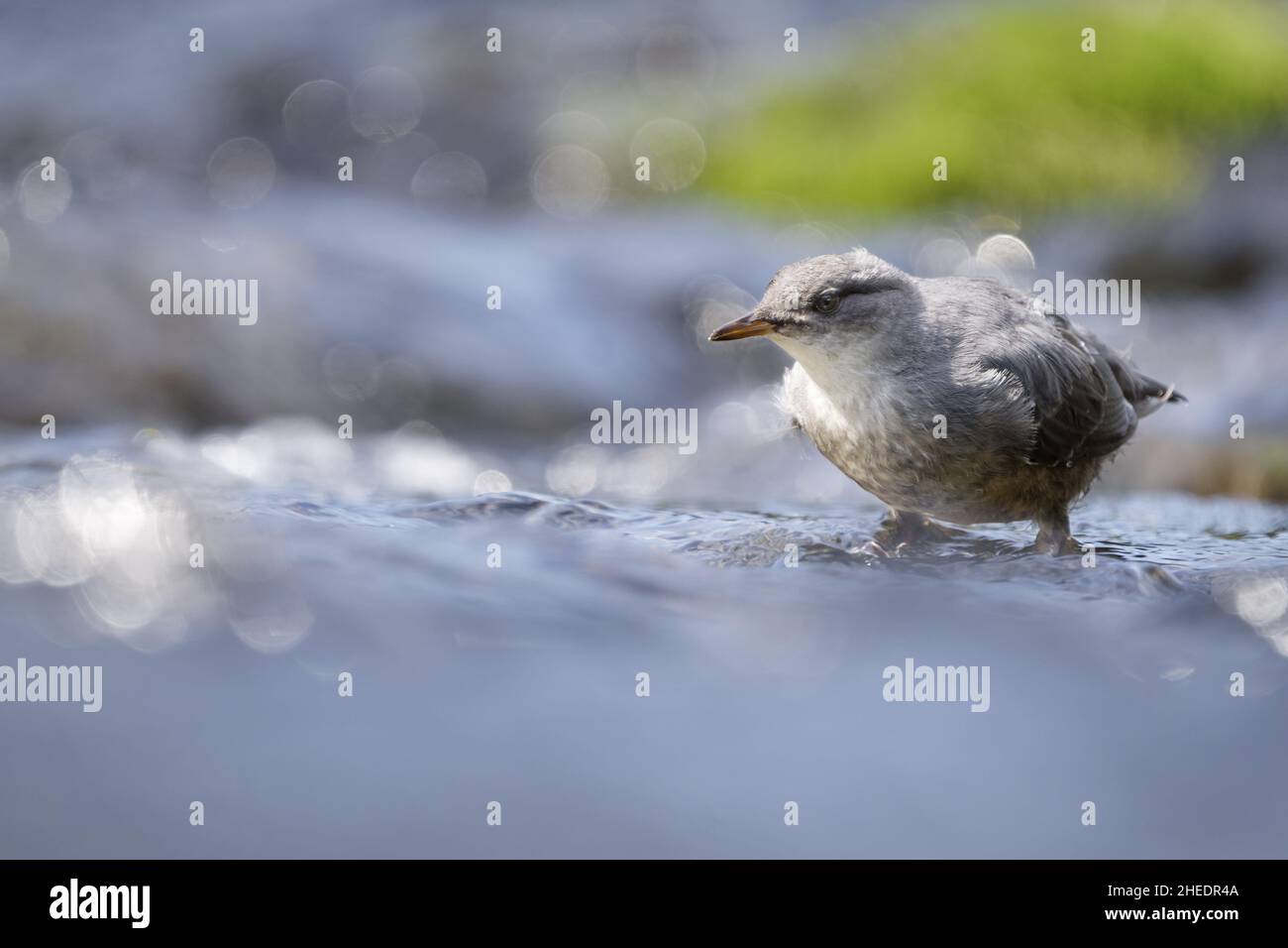 American dipper (Cinclus mexicanus) feeding in subalpine mountain stream, Anderson Lakes, North Cascade mountains, Whatcom County, Washington, USA Stock Photo