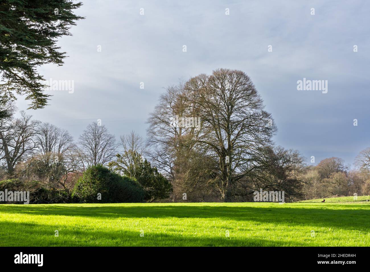 Winter tree landscape Stock Photo