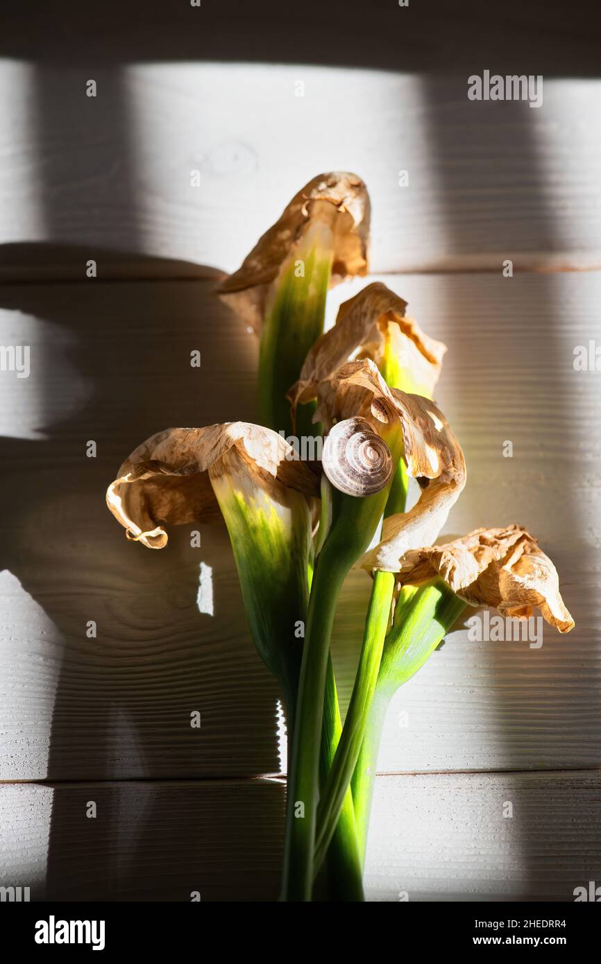 bouquet of dry beautiful dead callas lily on a white wooden background