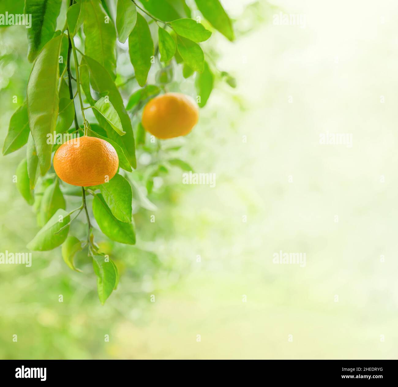 Ripe mandarin fruits closeup on a branch in citrus garden with copy space Stock Photo