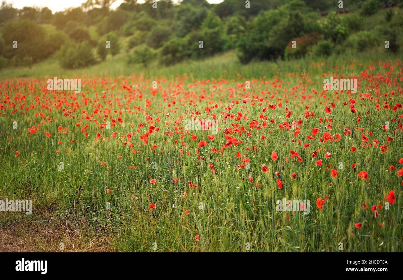 Bright red wild poppy flowers growing in green field of unripe wheat ...