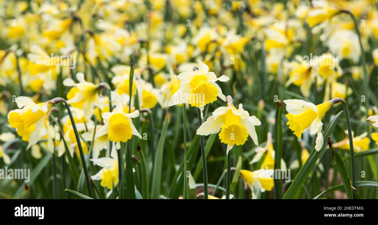 Wild daffodils in flower at Grasmere, The Lake District National Park, Cumbria, England Stock Photo