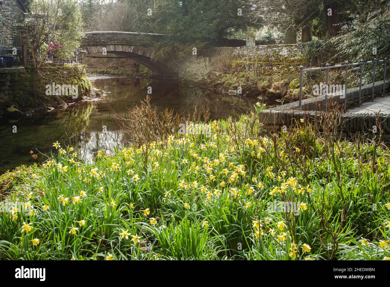 Grasmere Bridge & wild daffodils beside the River Rothay in the Wordsworth Memorial Garden Grasmere, The Lake District National Park, Cumbria, England Stock Photo