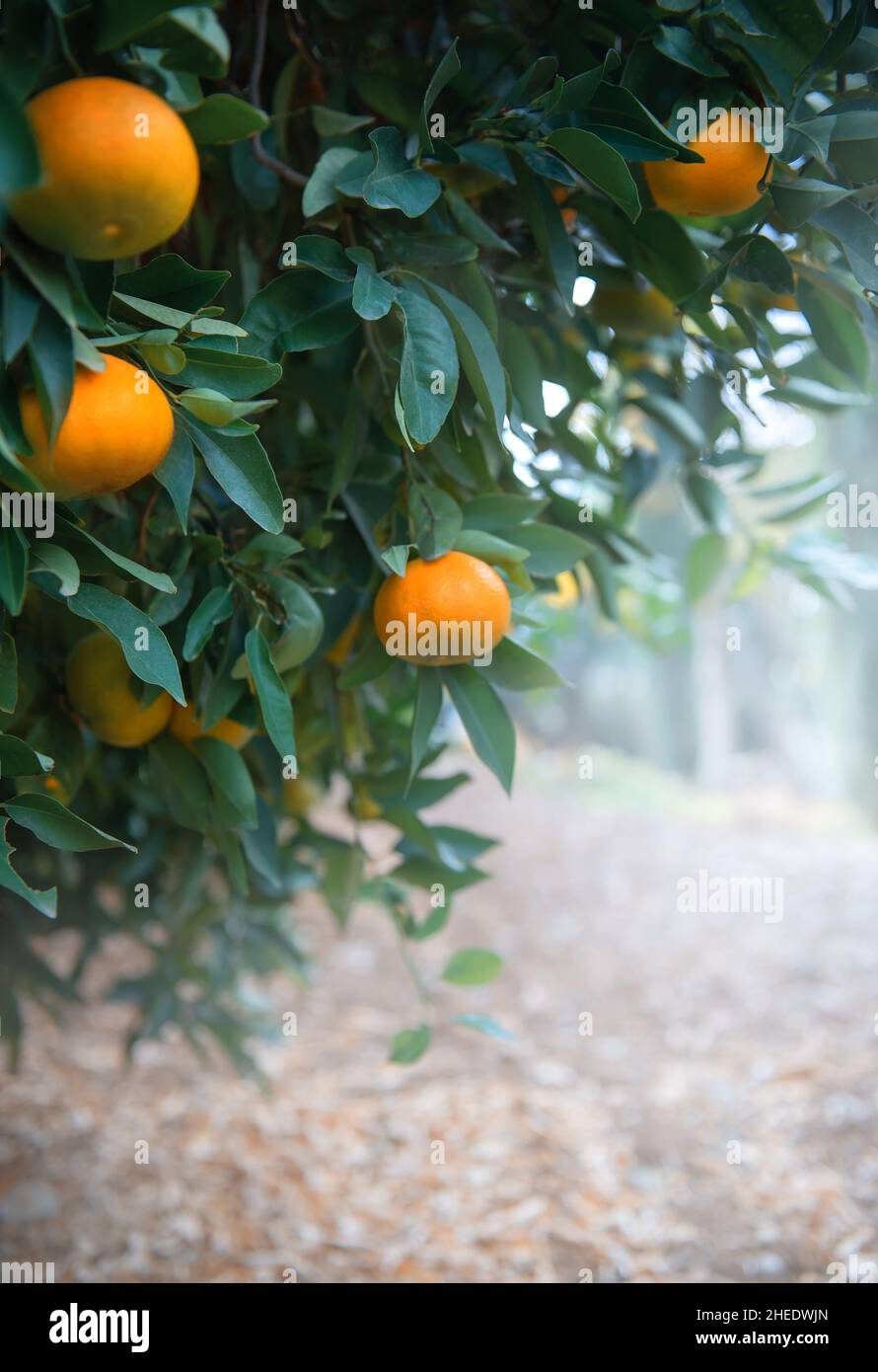 Tangerine or mandarin orange fruits on a branch in citrus orchard. Vertical shot, copy space Stock Photo