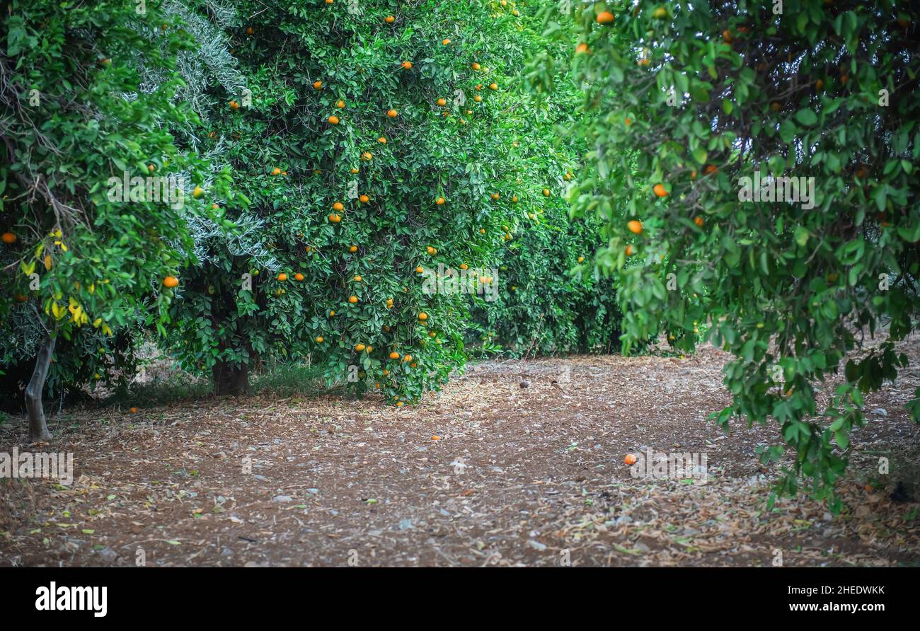 Tangerine orchard with ripe fruits growing on trees during autumn Stock Photo