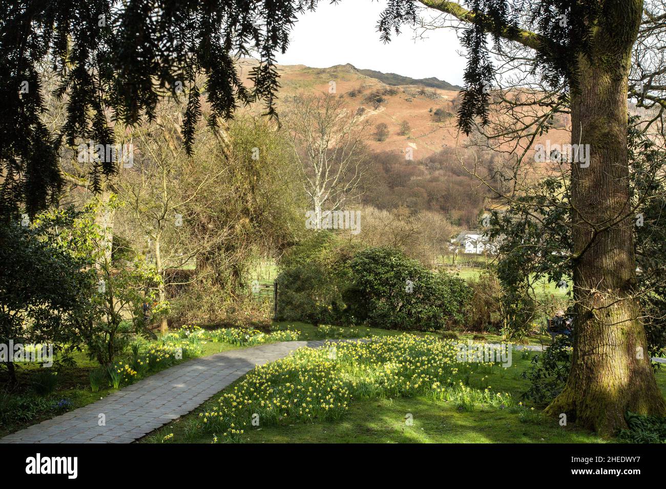 A host of golden daffodils in the William Wordsworth Memorial Garden, Grasmere, The Lake District National Park, Cumbria, England Stock Photo
