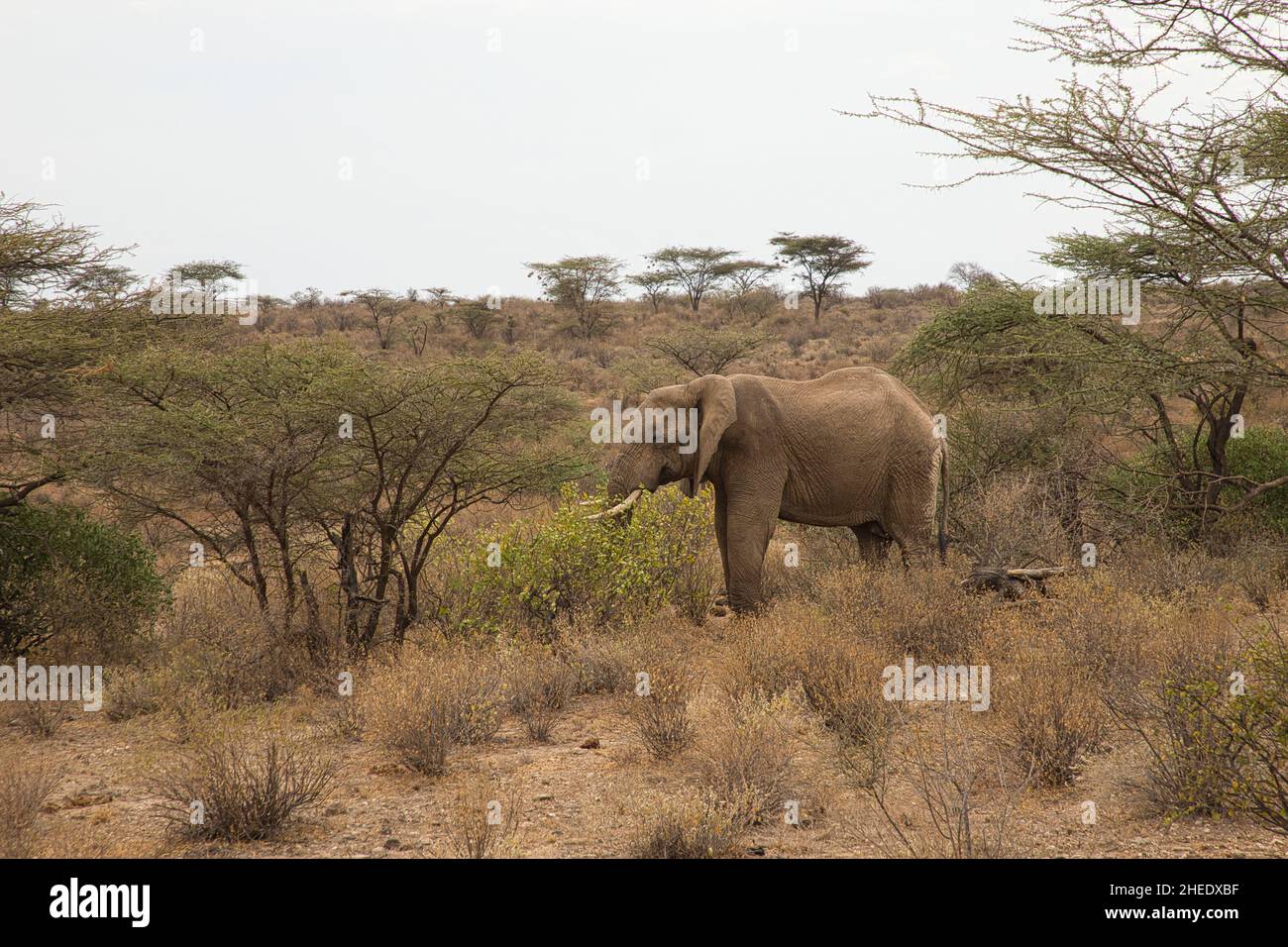 African elephant, Loxodonta africana, in the landscape of the Samburu National Reserve in Kenya. Stock Photo