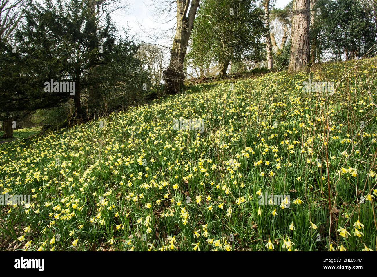 William Wordworth host of golden daffodils at Dora's Field, Grasmere, The Lake District National Park, Cumbria, England Stock Photo