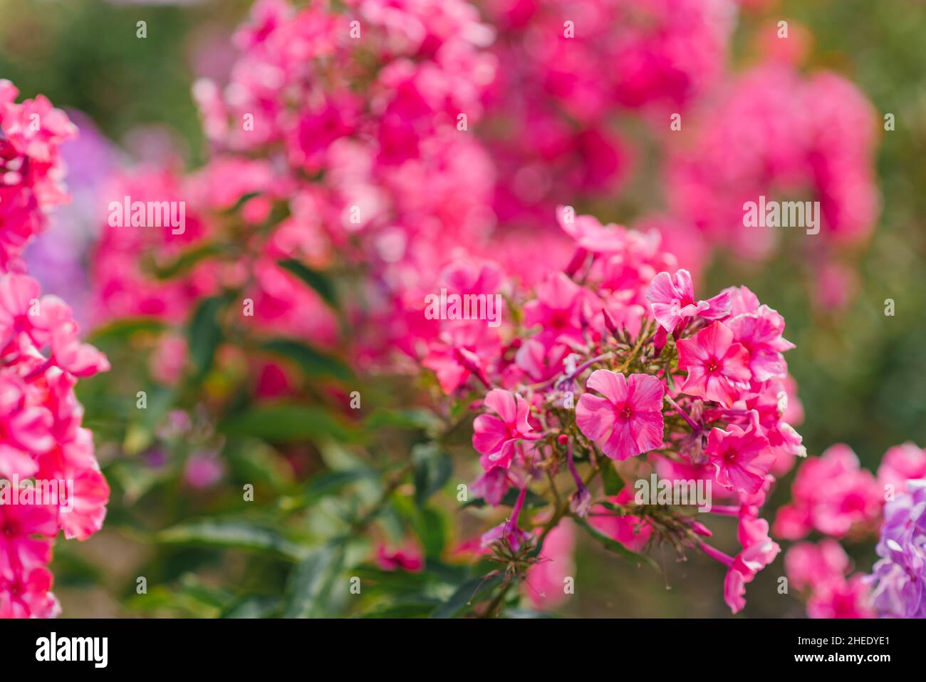 Beautiful crimson pink phlox paniculata in the garden in summer Stock Photo