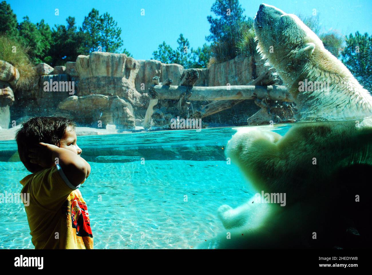 A young boy is scared and frightened when a polar bear startles him with a loud roar, causing him to cover his ears Stock Photo