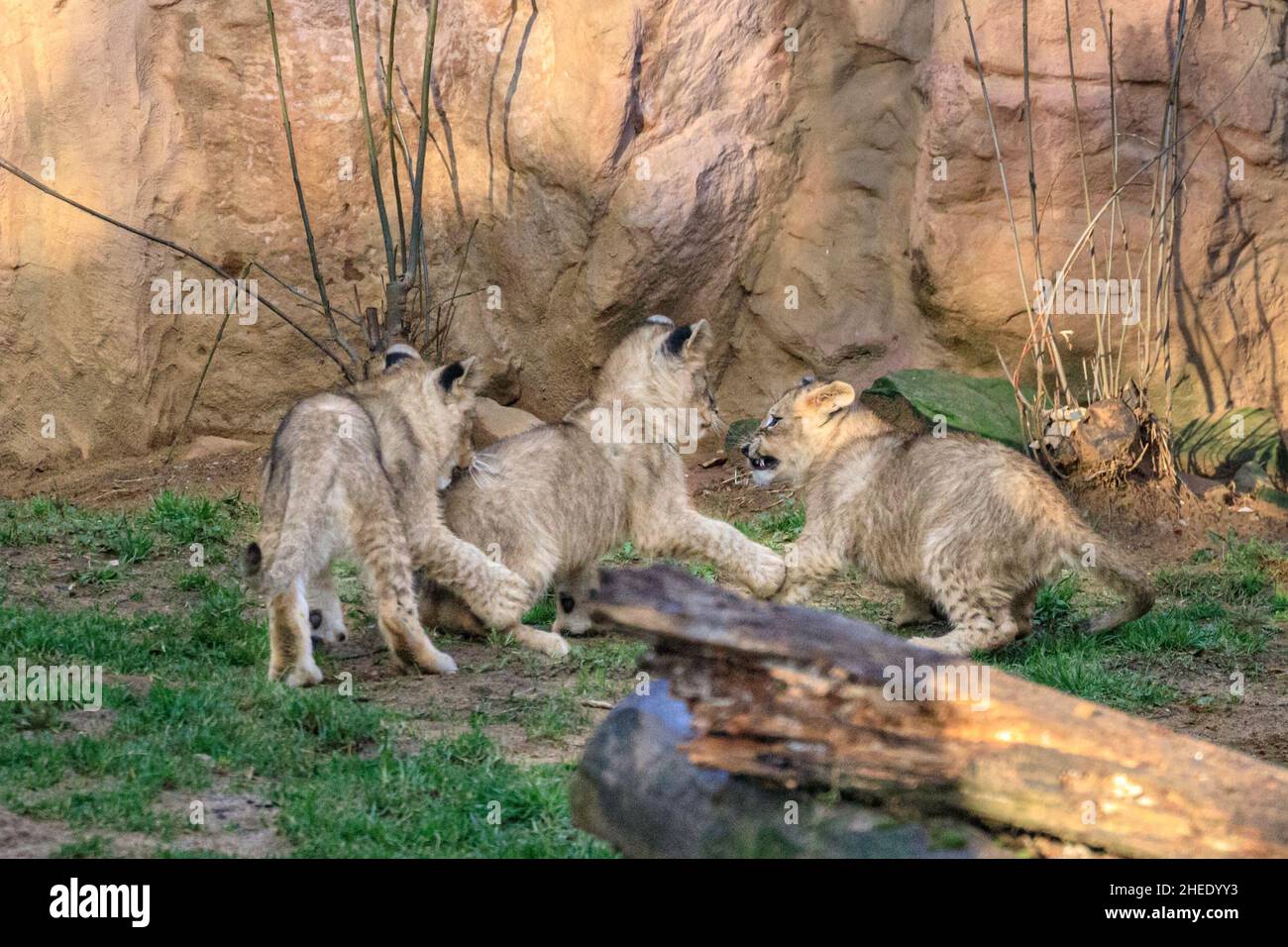 Recklinghausen, NRW, Germany. 10th Jan, 2022. Tthe African Lion triplets (Panthera leo) play in the sun. The three adventurous lion cubs, Jamila, Kumani und Malaika were born in October to mum Fiona and father Bantu, and have now gradually been introduced to the outside enclousures and public view, but can retreat to privacy when they want to at Recklinghausen's Zoom Erlebniswelt, a modern zoo recreating natural habitats built on an area of more than 30 hectares. Credit: Imageplotter/Alamy Live News Stock Photo