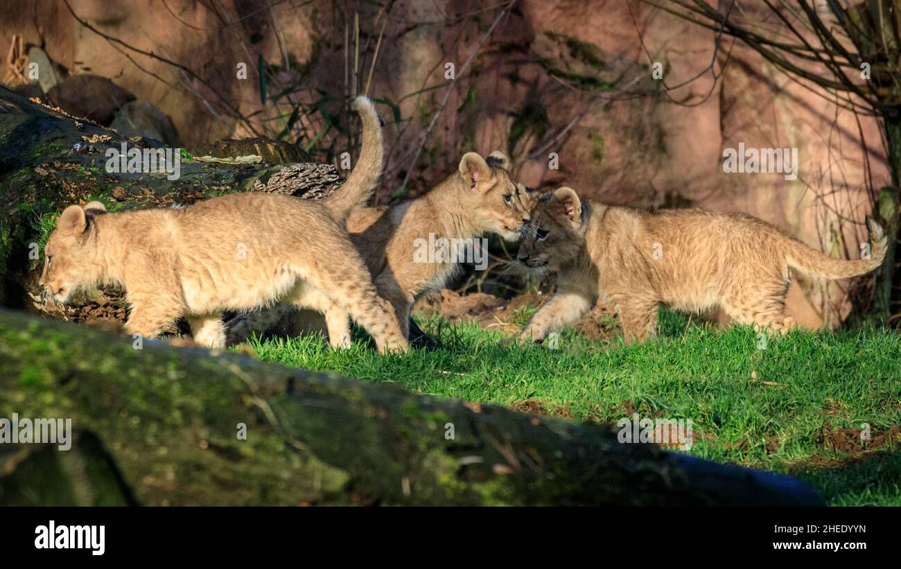 Recklinghausen, NRW, Germany. 10th Jan, 2022. Tthe African Lion triplets (Panthera leo) play in the sun. The three adventurous lion cubs, Jamila, Kumani und Malaika were born in October to mum Fiona and father Bantu, and have now gradually been introduced to the outside enclousures and public view, but can retreat to privacy when they want to at Recklinghausen's Zoom Erlebniswelt, a modern zoo recreating natural habitats built on an area of more than 30 hectares. Credit: Imageplotter/Alamy Live News Stock Photo
