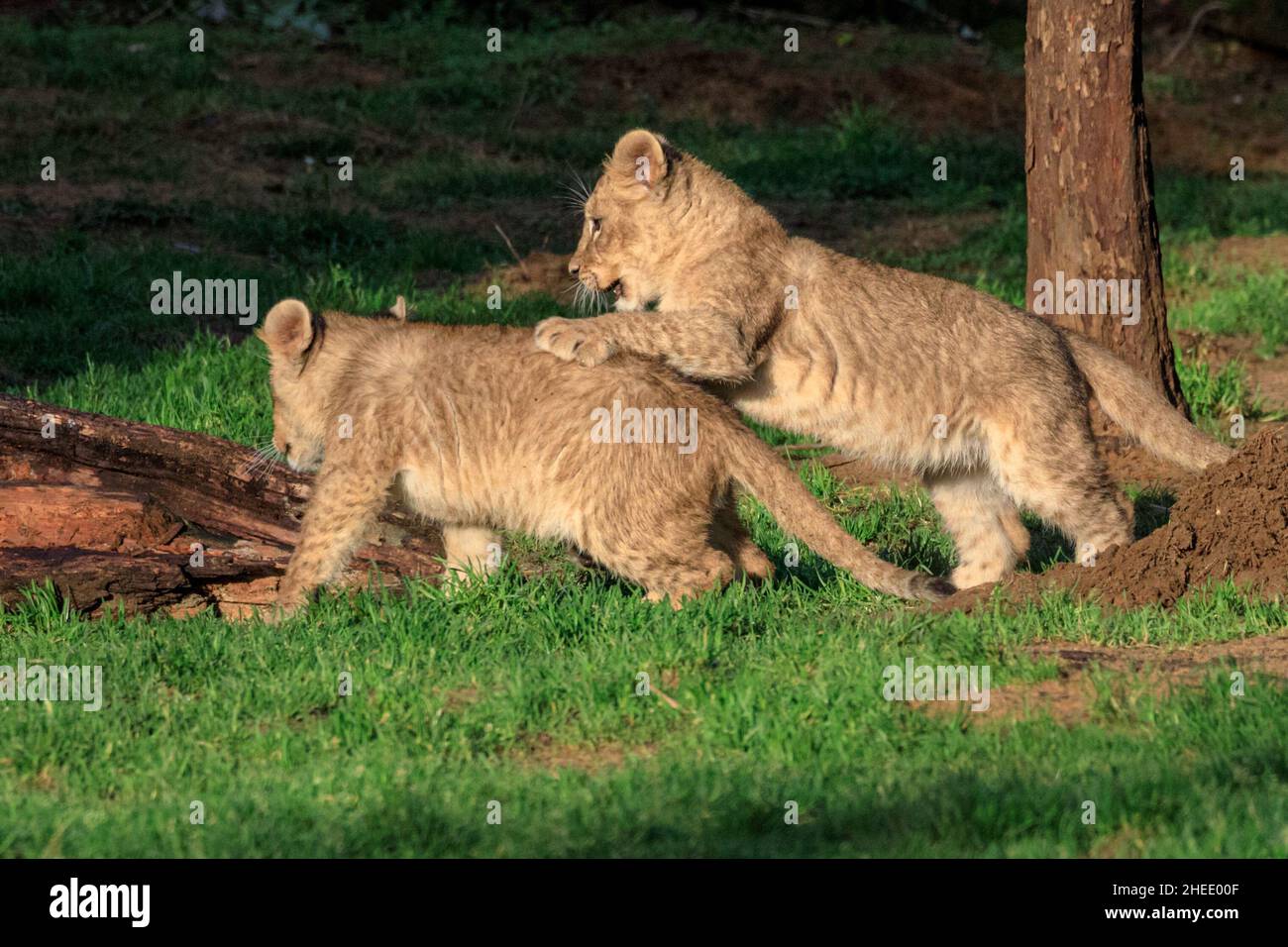 Recklinghausen, NRW, Germany. 10th Jan, 2022. Two of the African Lion triplets (Panthera leo) play in the sun. The three adventurous lion cubs, Jamila, Kumani und Malaika were born in October to mum Fiona and father Bantu, and have now gradually been introduced to the outside enclousures and public view, but can retreat to privacy when they want to at Recklinghausen's Zoom Erlebniswelt, a modern zoo recreating natural habitats built on an area of more than 30 hectares. Credit: Imageplotter/Alamy Live News Stock Photo