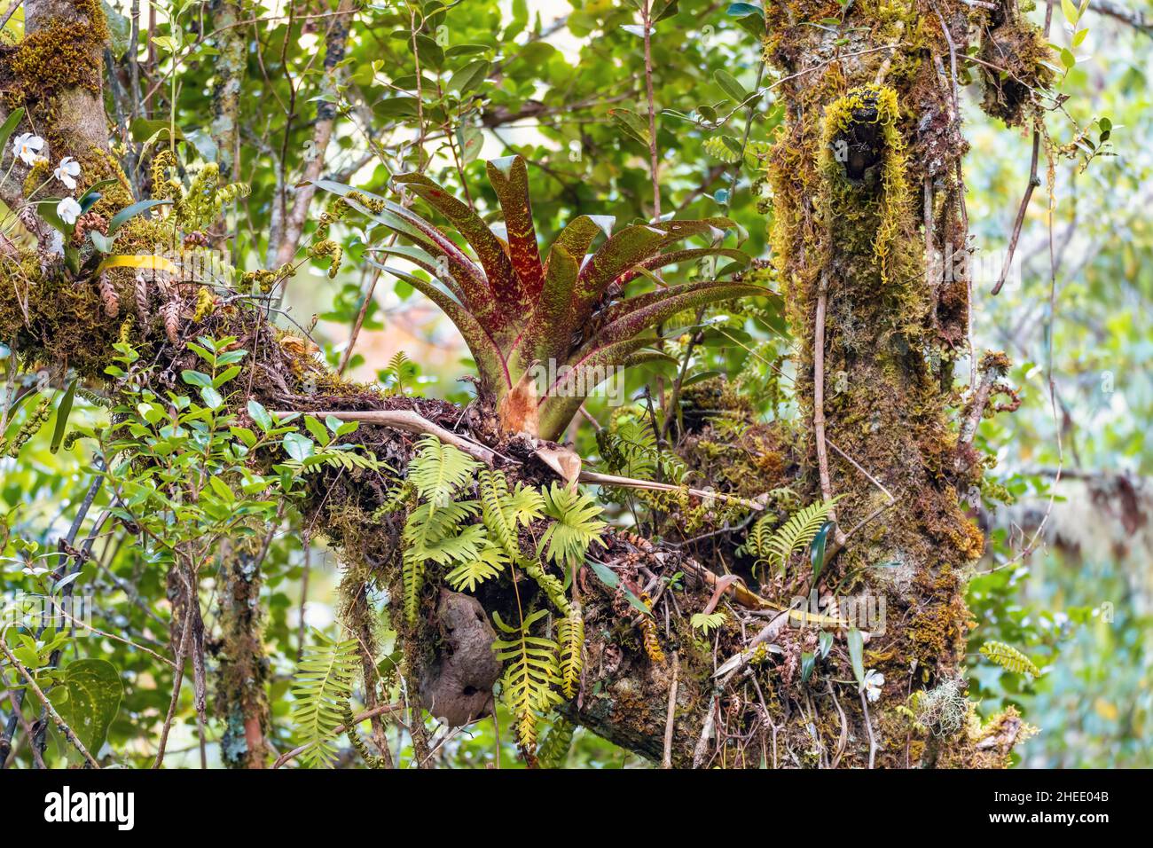 beautiful flower Bromeliad on a tree branch. San Gerardo de Dota, Costa Rica Stock Photo
