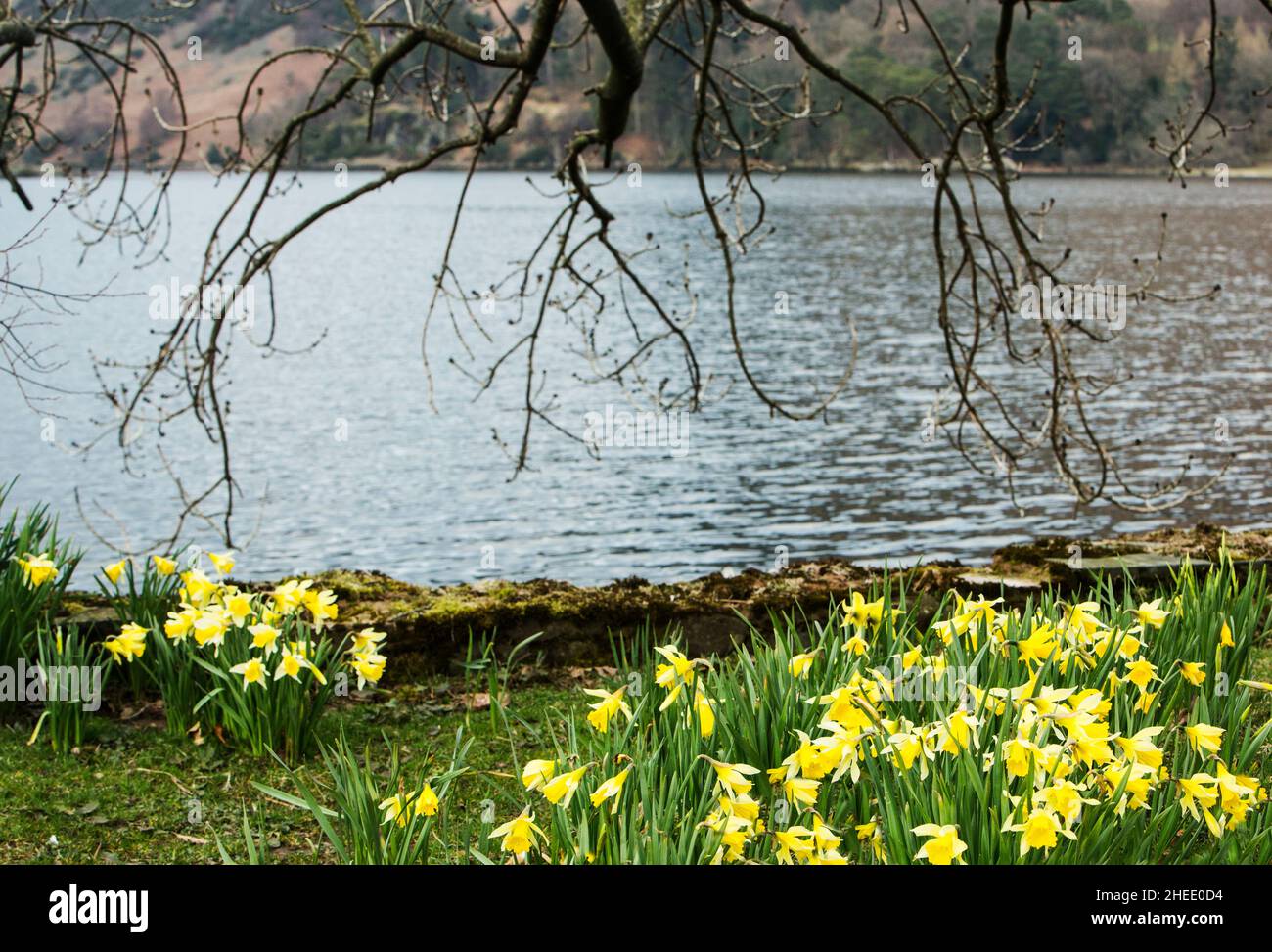 William Wordsworth host of golden daffodils beside Ullswater at Glenridding,The Lake District National Park, Cumbria, England Stock Photo