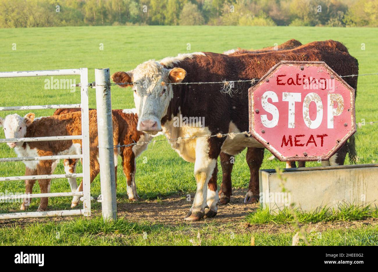 Stop eating meat sign on fence with cattle, cows behind fence. Methane, global warming, vegan, vegetarian, red meat, diet... concept Stock Photo
