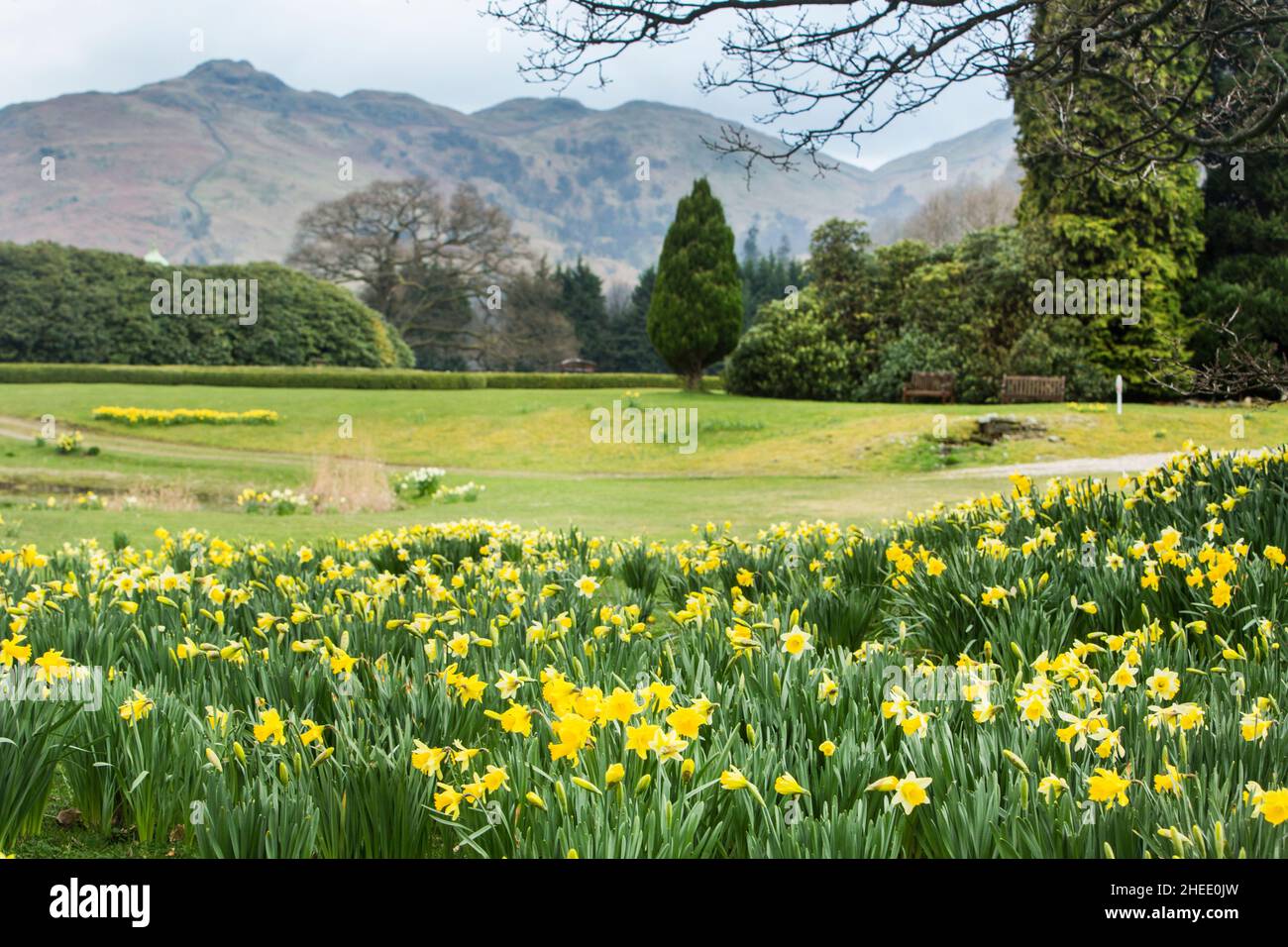 William Wordsworth host of golden daffodils beside Ullswater at Glenridding,The Lake District National Park, Cumbria, England Stock Photo