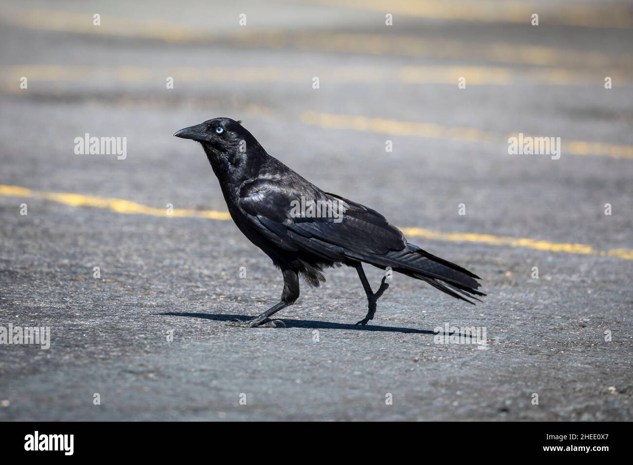 Photograph of a black crow walking and searching for food on asphalt in a car park Stock Photo