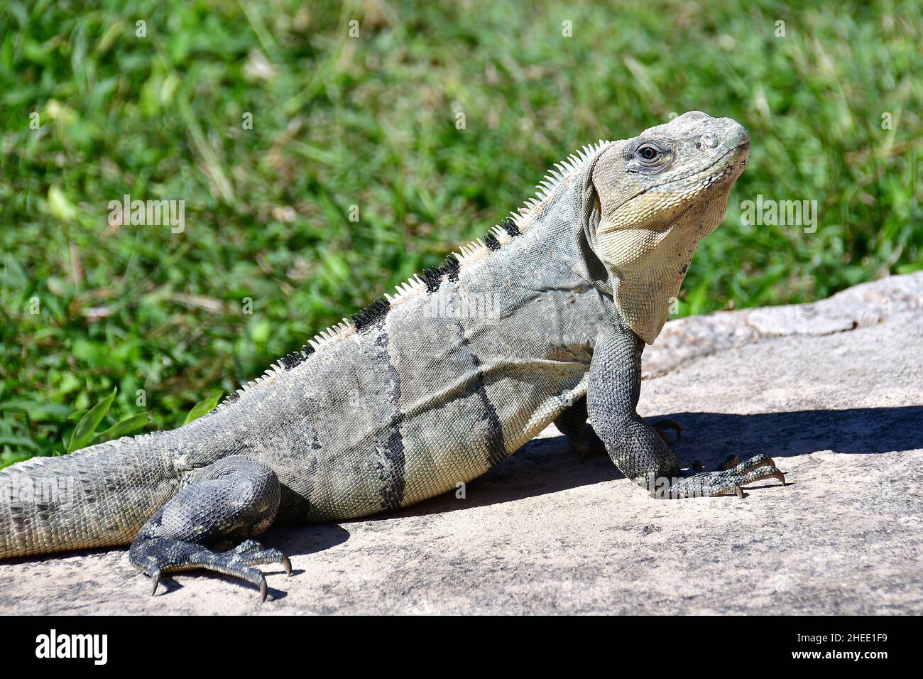 common spiny-tailed iguana or black iguana, Gemeine Schwarzleguan ...