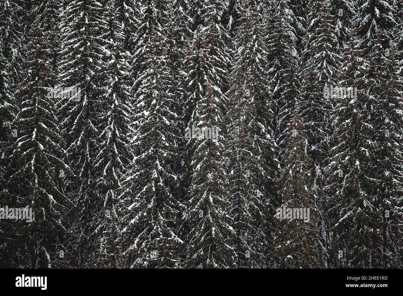 Pine trees covered with snow on the mountain slopes. Conifers in winter ...