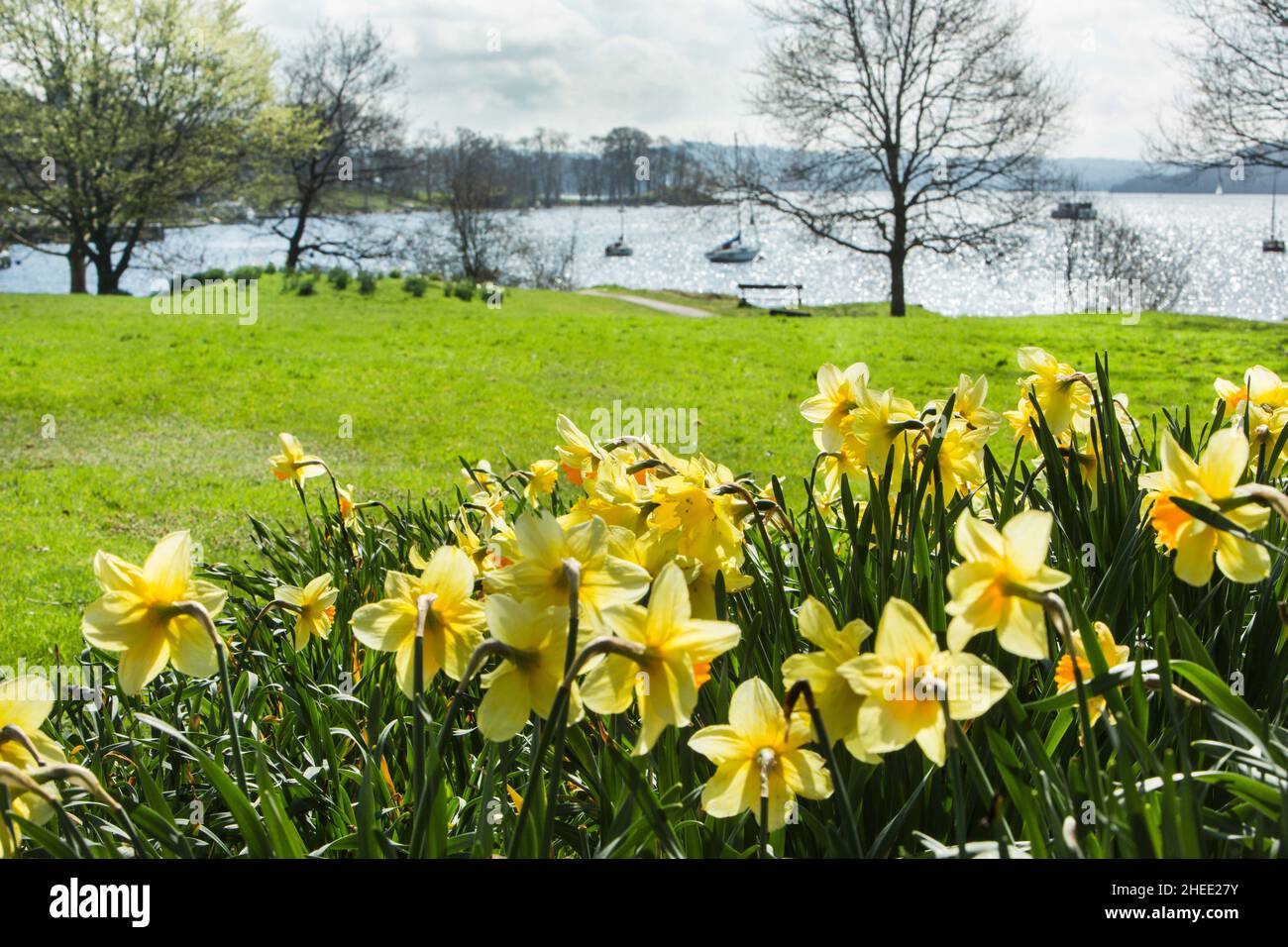 William Wordsworth's host of golden daffodils beside Windermere  in Borrans Park, Ambleside, The Lake District National Park, Cumbria, England Stock Photo