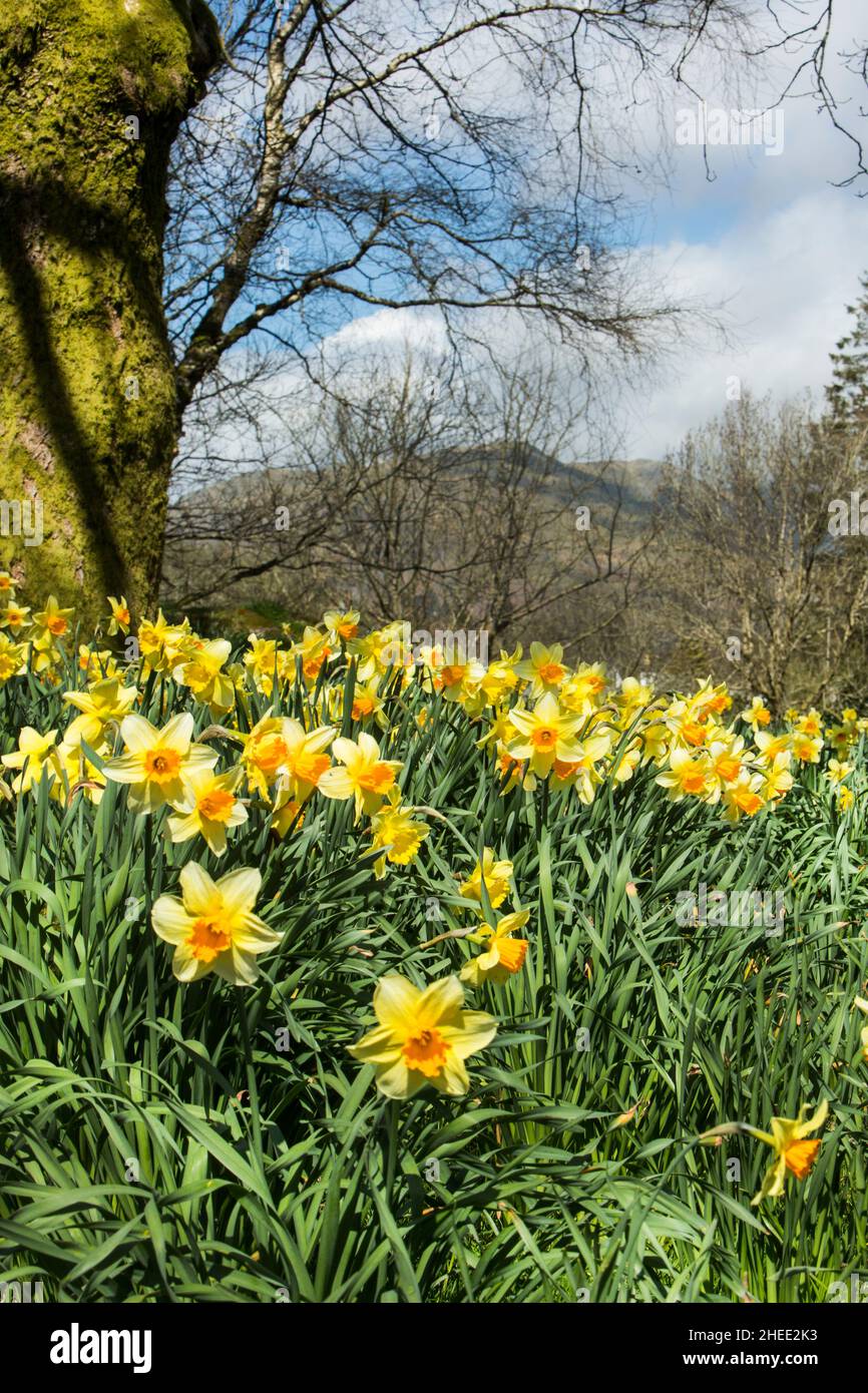 William Wordsworth's host of golden daffodils in Borrans Park, Ambleside, The Lake District National Park, Cumbria, England Stock Photo
