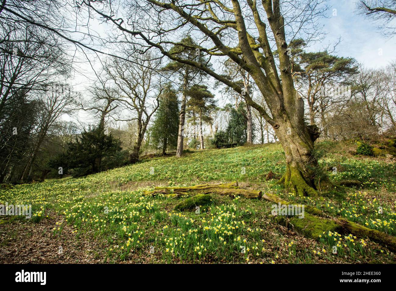 William Wordsworth host of golden daffodils at Dora's Field, Grasmere, The Lake District National Park, Cumbria, England Stock Photo