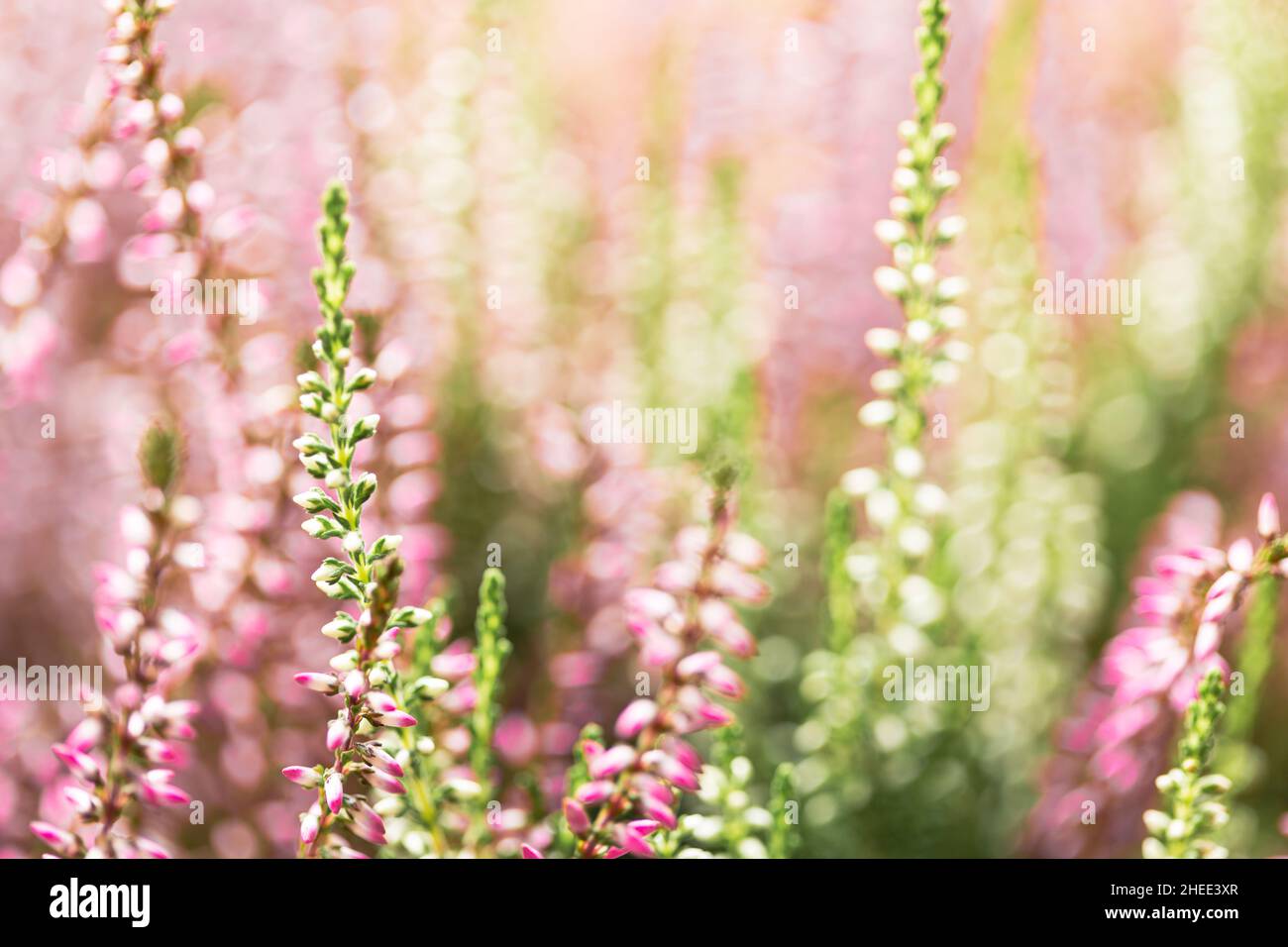 Colorful background of winter decorative heather flowers Stock Photo