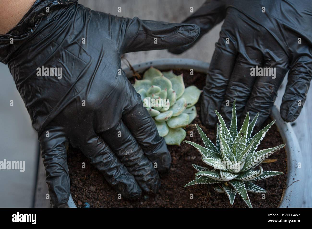 Home gardening. Woman caring for the plant. Female hands in gloves planting succulents in a pot, close-up. Indoor care, biophilia design and love for house plants. Stock Photo