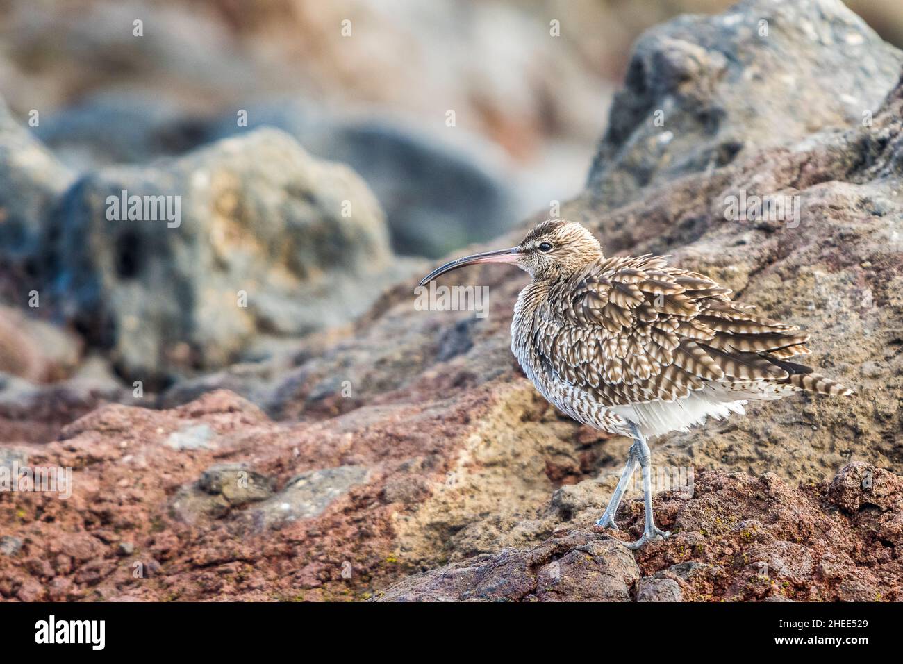 Eurasian whimbrel (Numenius phaeopus) in coastal rocks. Stock Photo