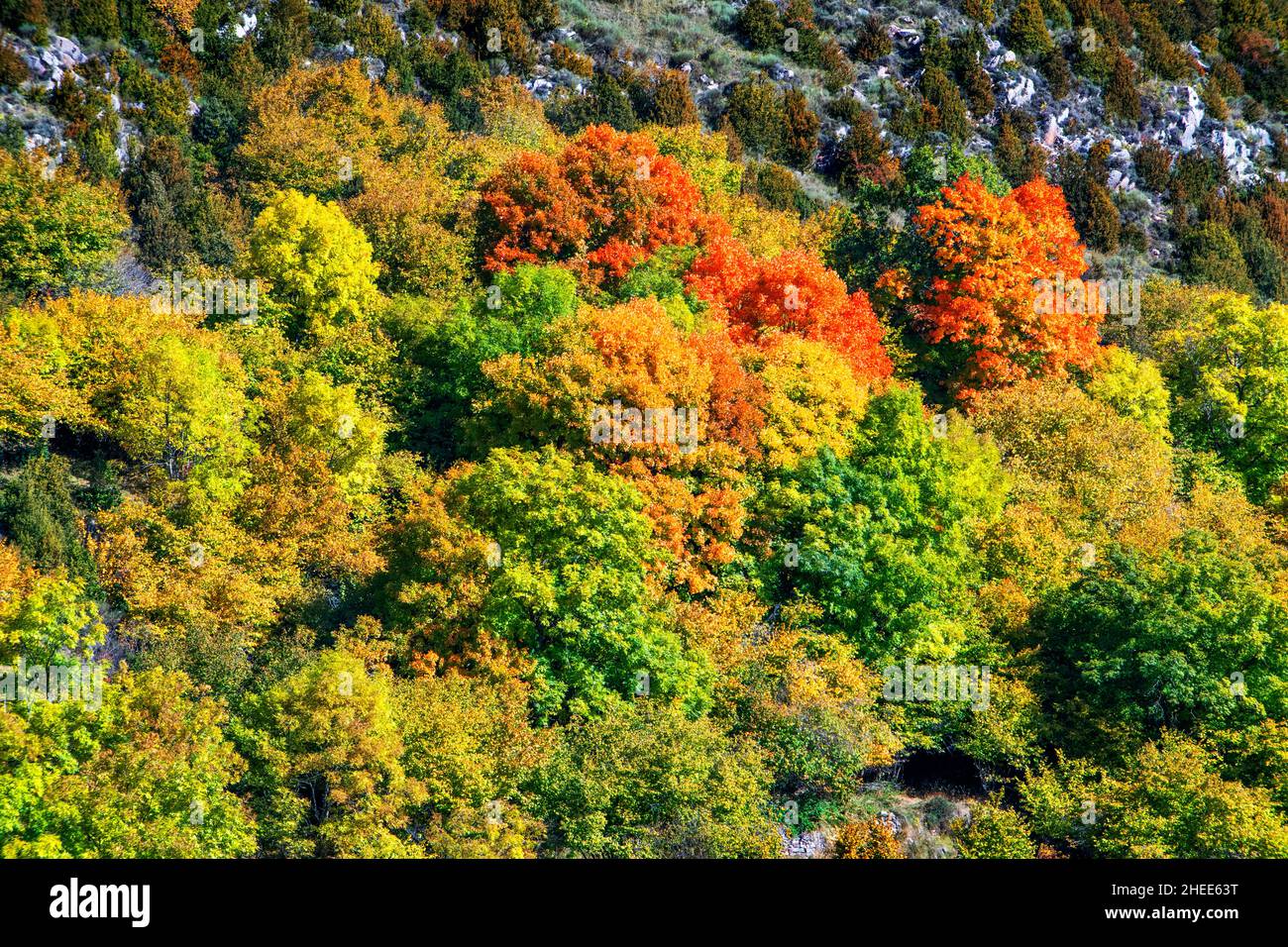 Forest on autumn near Castellar de N'Hug village in Berguedà, Catalonia, Spain, Pyrenees Stock Photo