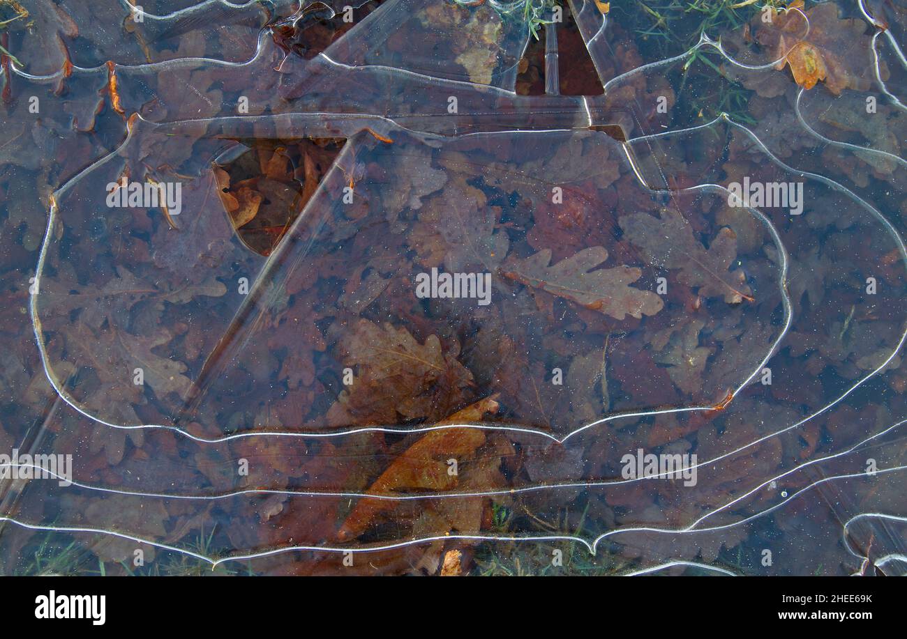 Thin ice with a pattern of circles on a puddle, fallen leaves underneath Stock Photo