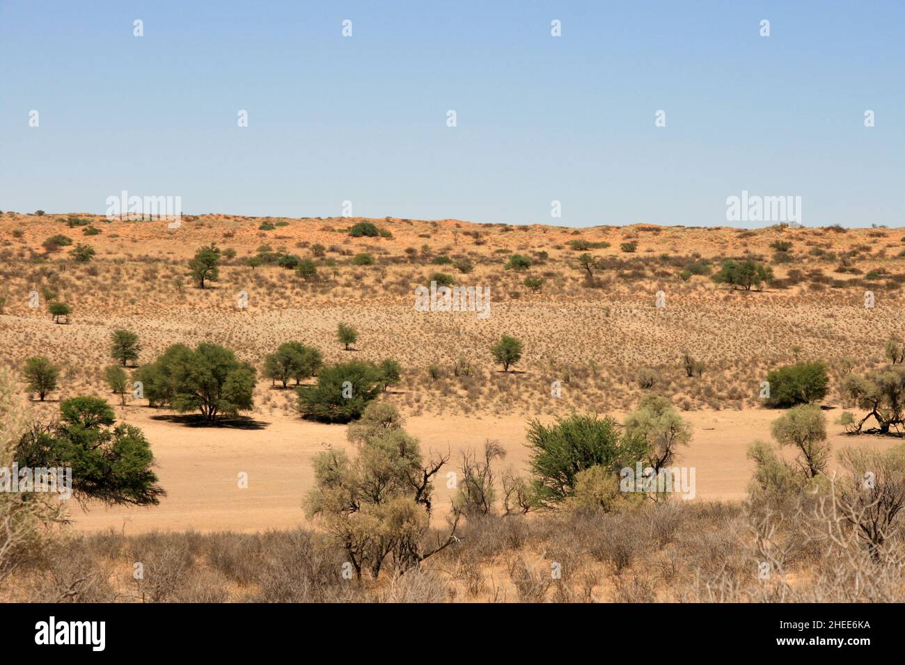 Arid landscape of the Kgalagadi Stock Photo