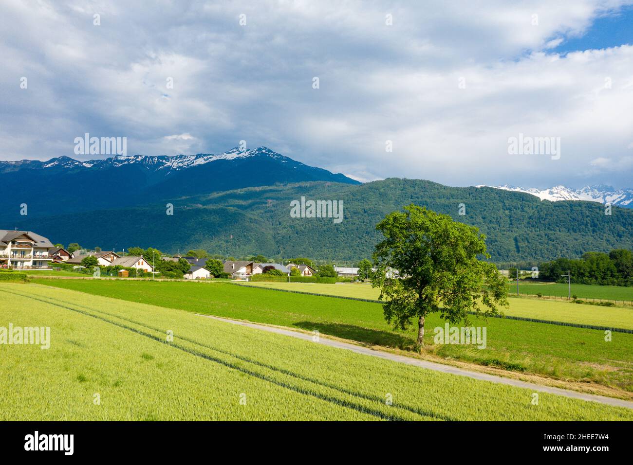 This landscape photo was taken in Europe, in France, in Isere, in the Alps, in summer. We see a tree at the edge of a path leading to the town of Gres Stock Photo