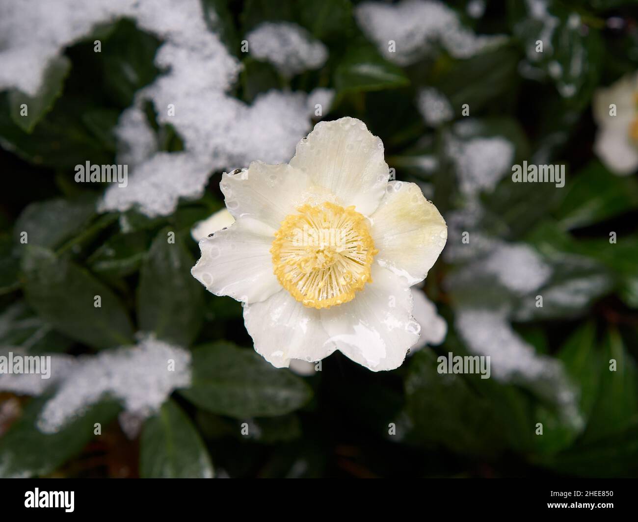 Close-up of a white and yellow winter rose or Christmas Rose with patches of snow on the leaves                               - Stock Photo