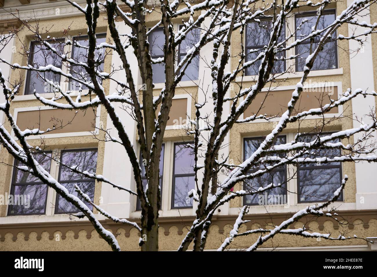 Snow covered tree branches with old building in background Stock Photo