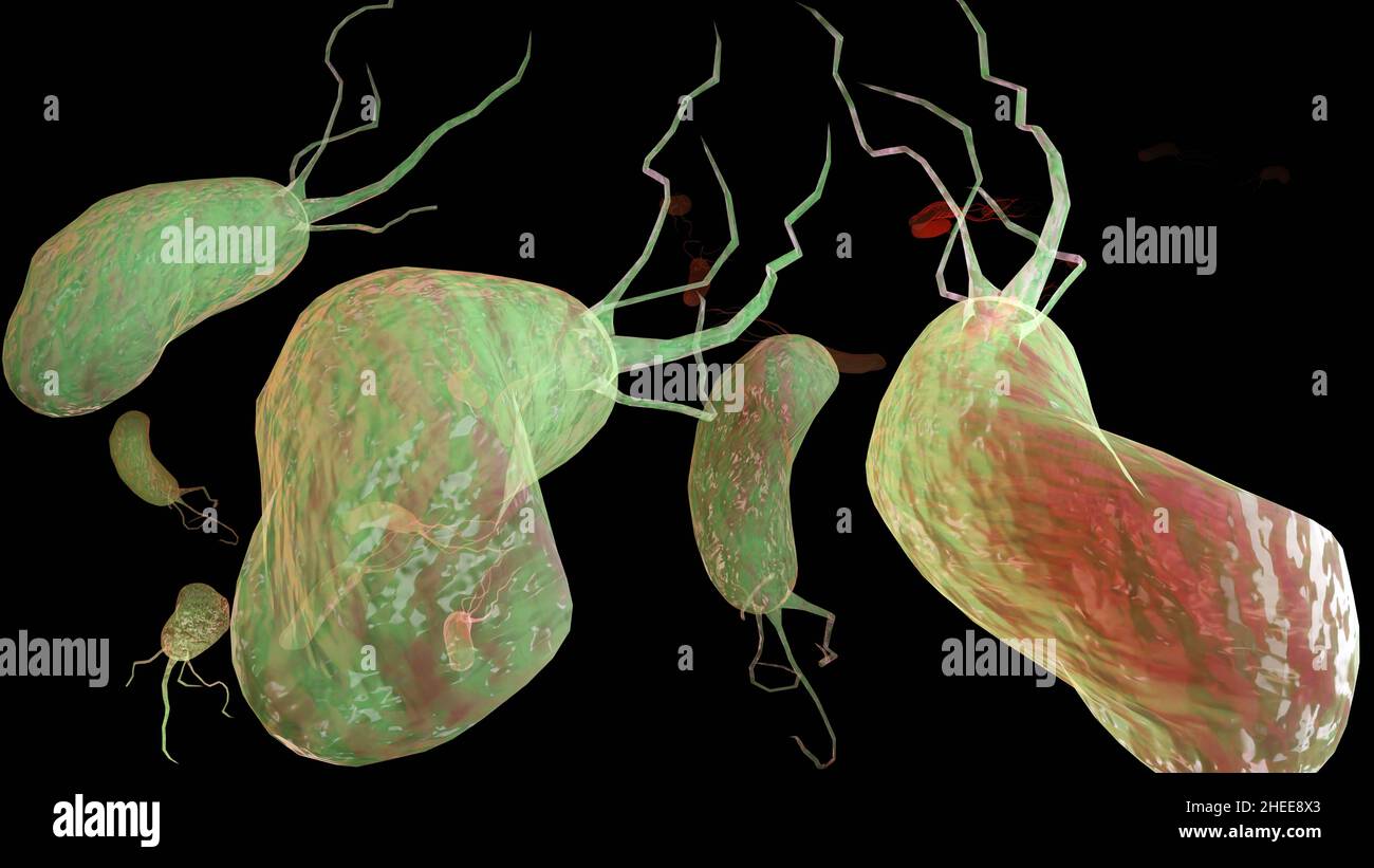 microvilli surface of digestive system, Intestinal villi with bacteria