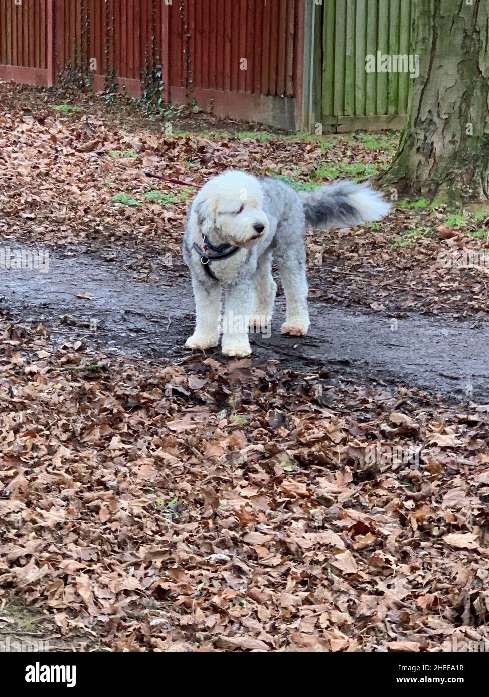 Old English sheepdog called Dulux in Northampton Famous dog style