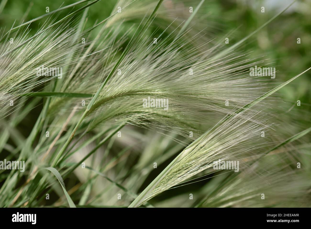 Feather grass or needle gras on the wind. Abstract nature background. Stock Photo