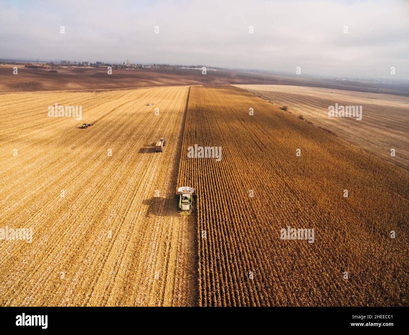 Harvesting Corn in the Green Big Field. Aerial View over Automated ...