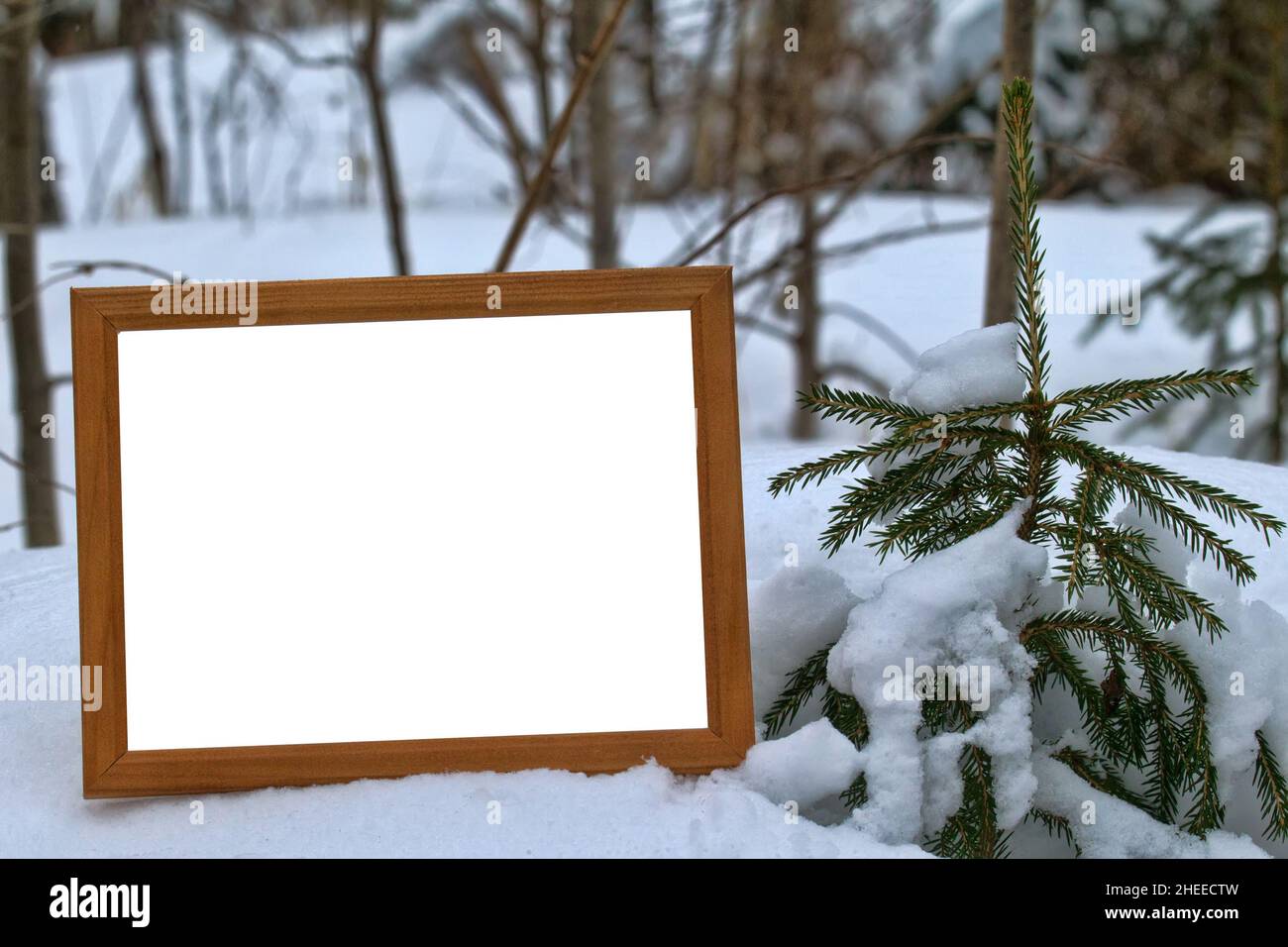 Amazing winter snow-covered forest. Small pines and firs are covered ...