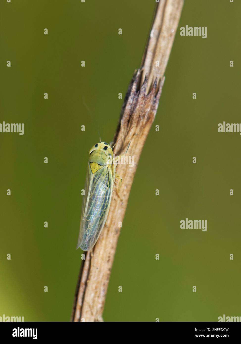 Leafhopper (Cicadula saturata), a sedge feeding species, on a Horsetail stem in a freshwater marsh, Kenfig NNR, Glamorgan, Wales, UK, July Stock Photo