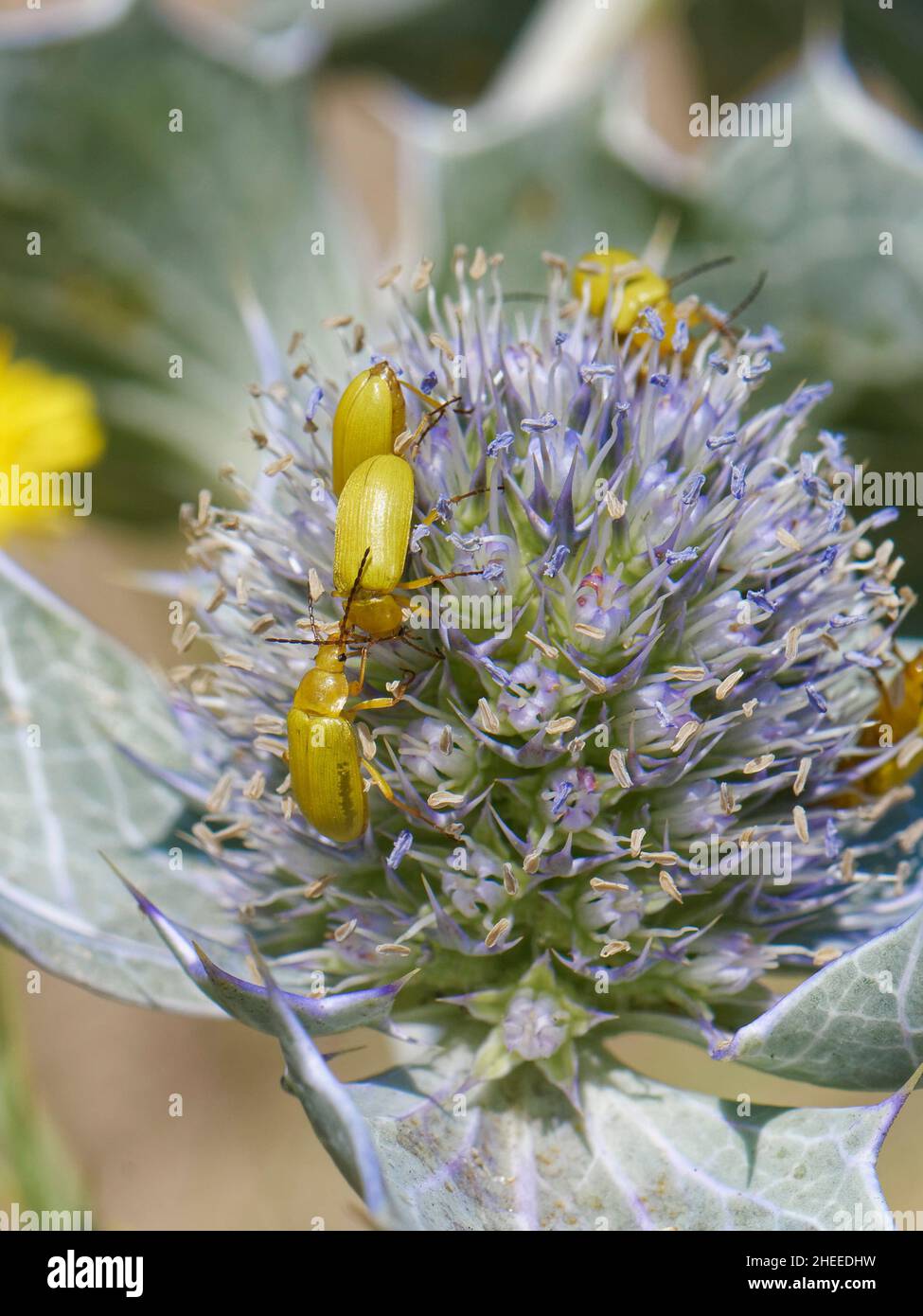 Sulphur beetle (Cteniopus sulphureus) group nectaring on Sea holly (Eryngium maritimum) flowers in coastal sand dunes, Kenfig NNR, Glamorgan, Wales Stock Photo