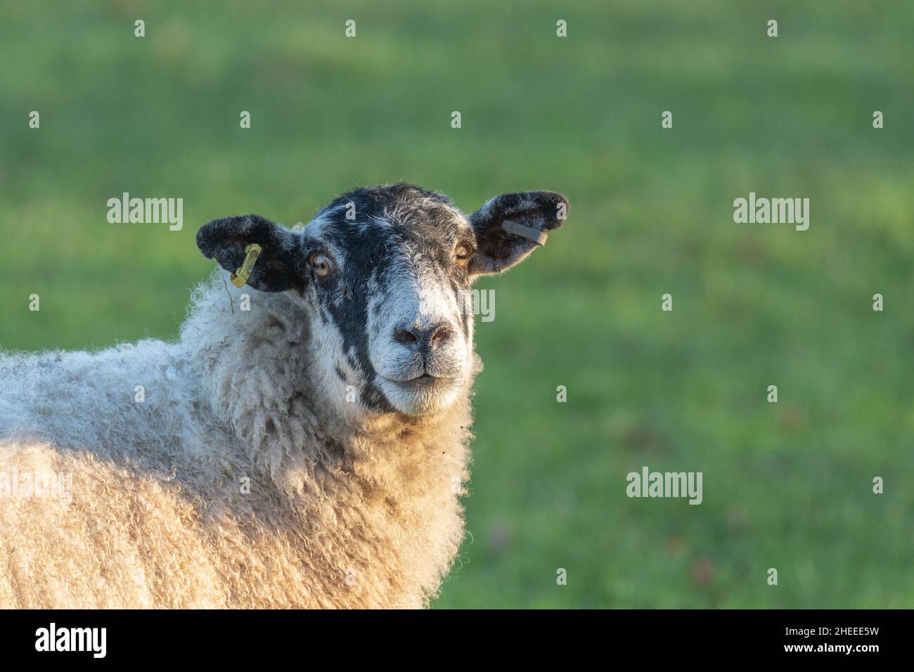 A sheep face showing ear tags. The tags are used for sheep identification. Stock Photo