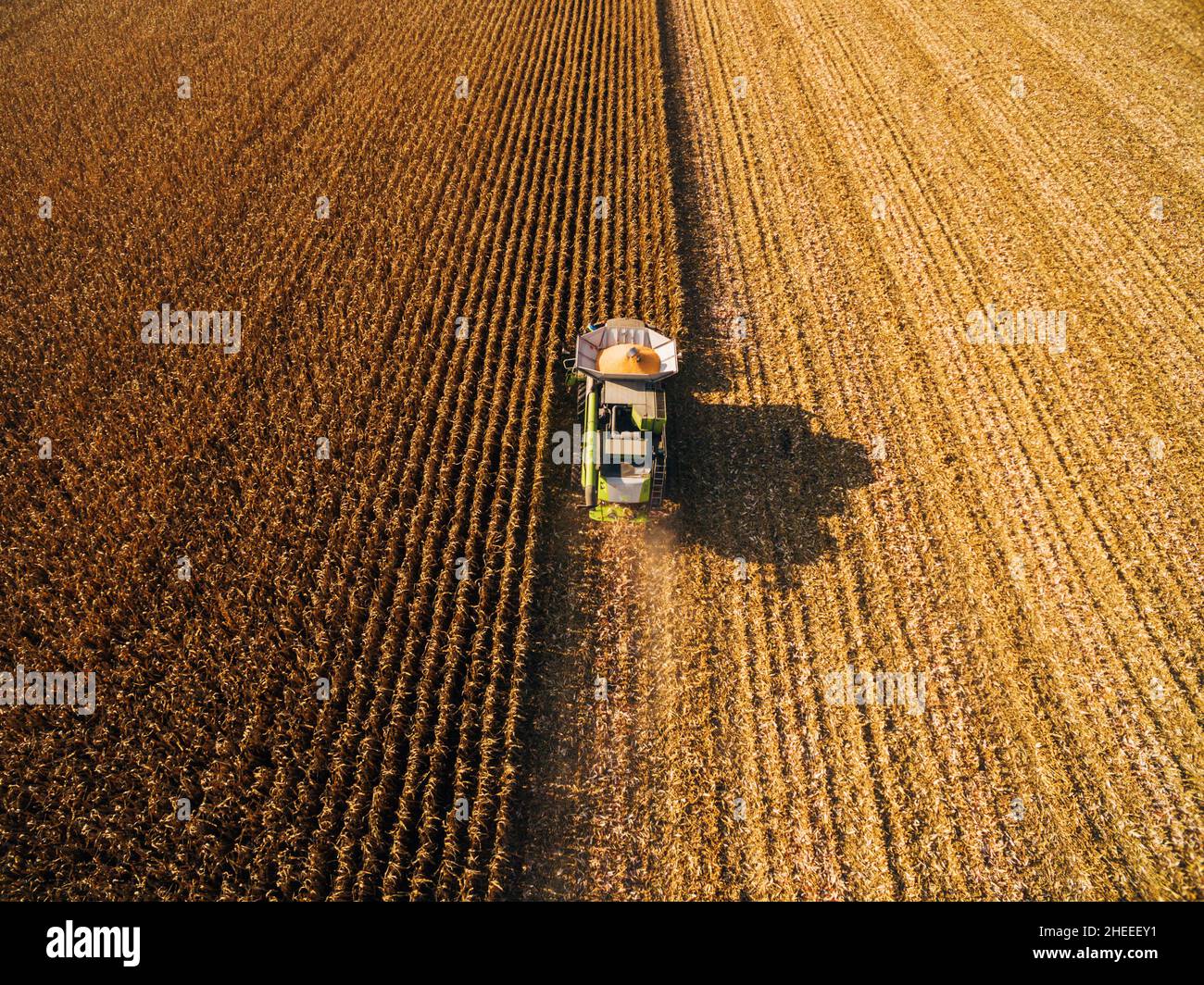 Harvesting Corn in the Green Big Field. Aerial View over Automated ...