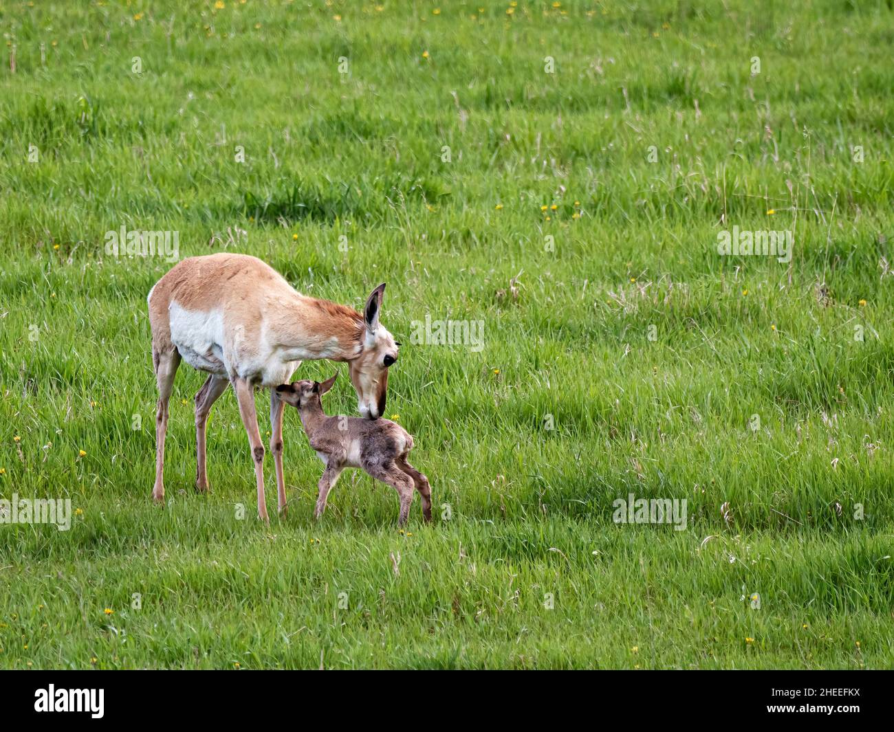 An adult pronghorn mother, Antilocapra americana, with a newborn calf in Yellowstone National Park, Wyoming. Stock Photo