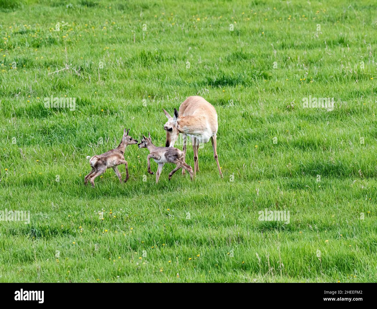 An adult pronghorn mother, Antilocapra americana, with newborn calves in Yellowstone National Park, Wyoming. Stock Photo