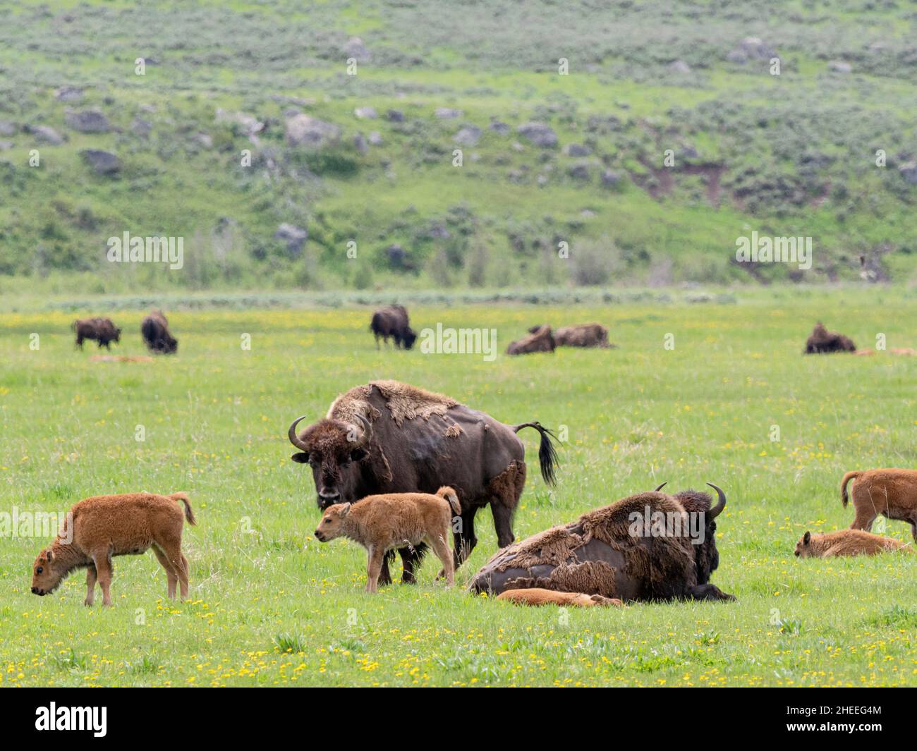 Adult bison, Bison bison, with young grazing in Lamar Valley, Yellowstone National Park, Wyoming. Stock Photo